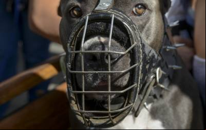 Homem morre após ser atacado por pitbull em São Paulo